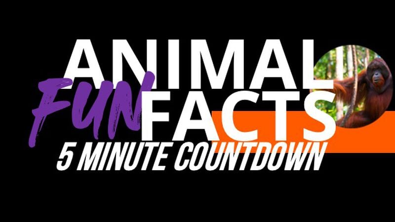 Five-Minute Animal Fun Fact Countdown